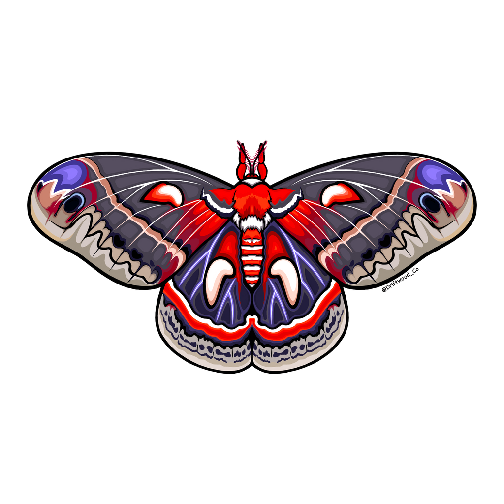 Cecropia Moth Sticker