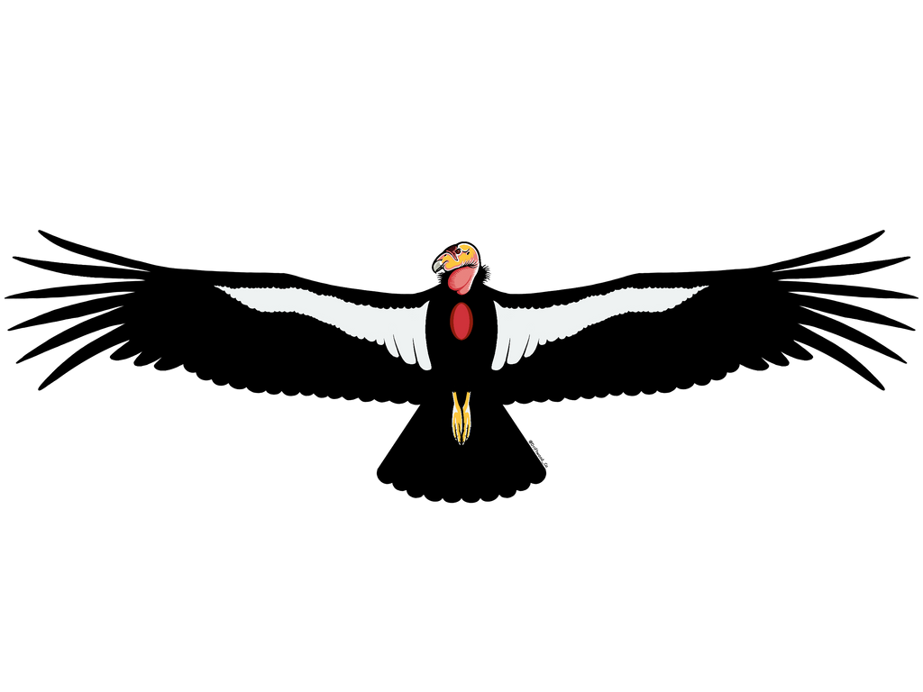Condor Sticker