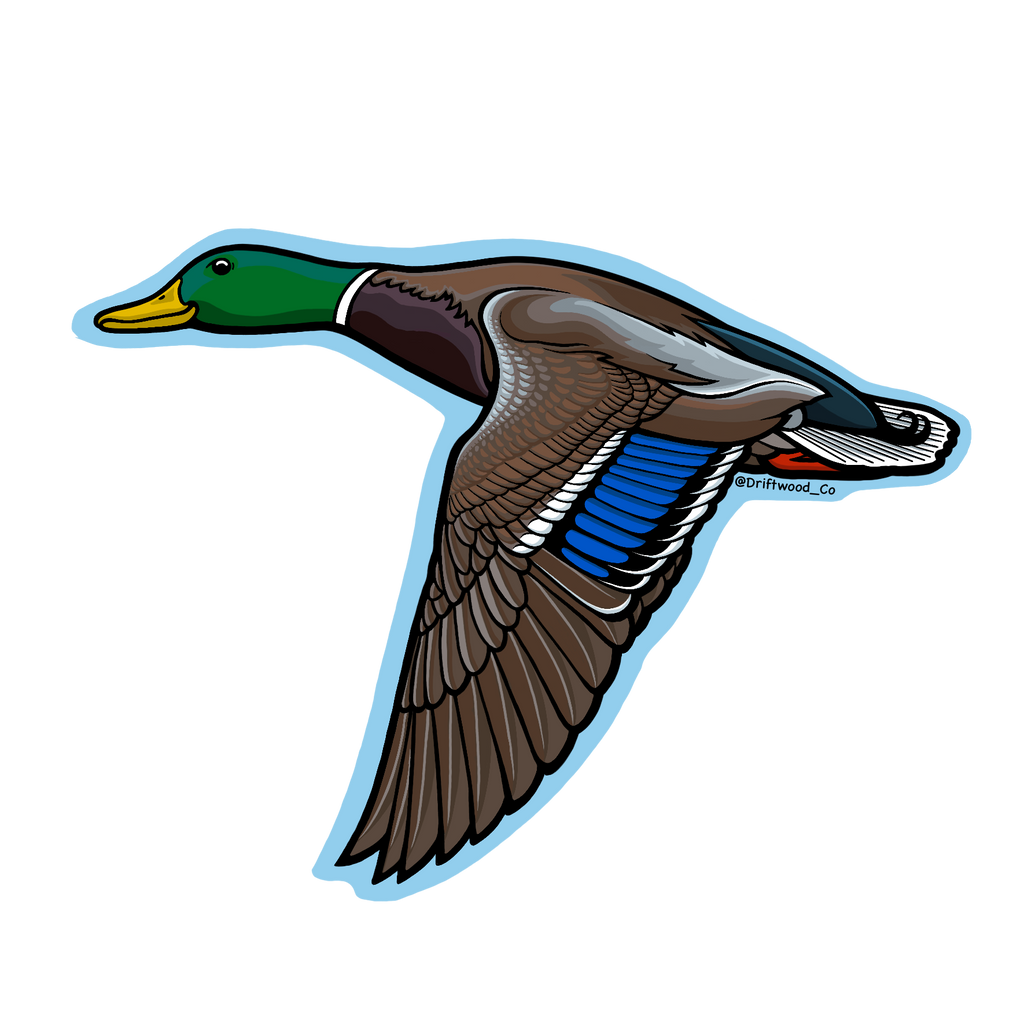 Mallard Duck Sticker