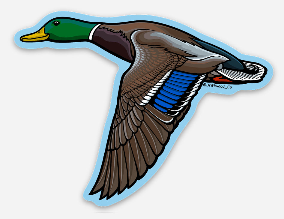 Mallard Duck Sticker