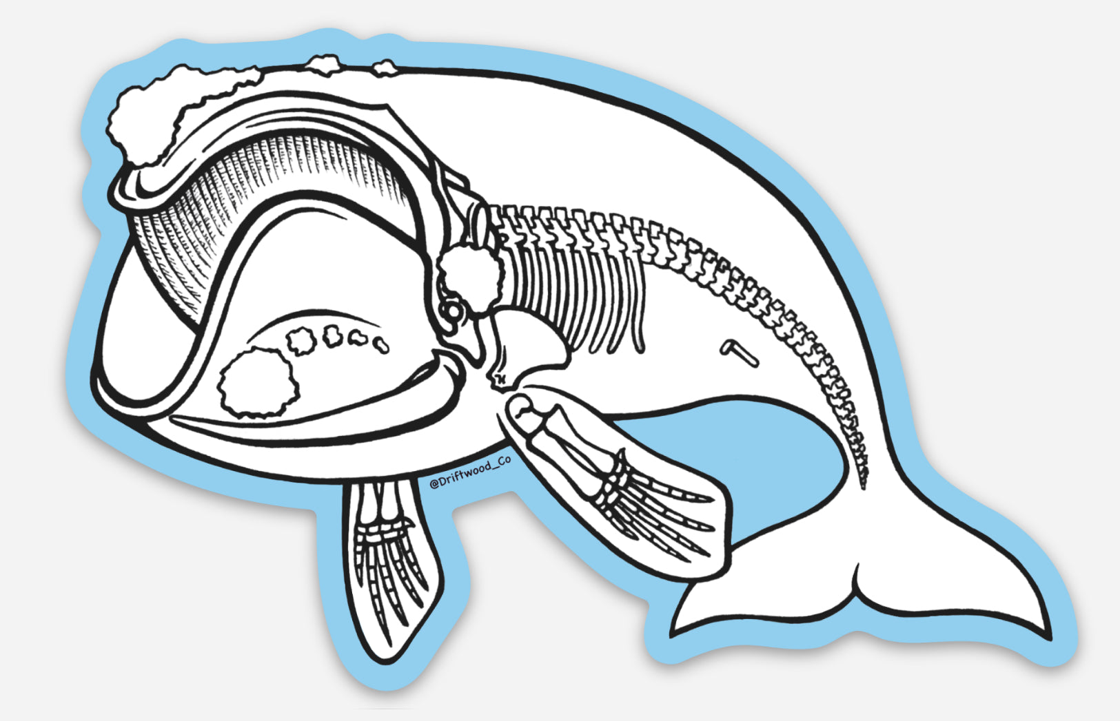 Right Whale X-ray Sticker