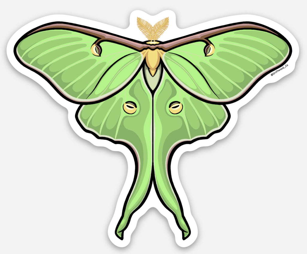 Luna Moth Sticker