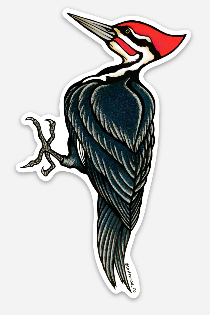Pileated Woodpecker Sticker