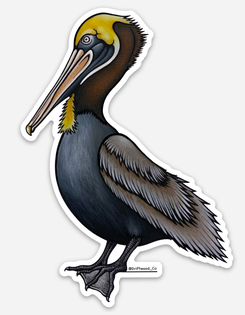 Brown Pelican Sticker