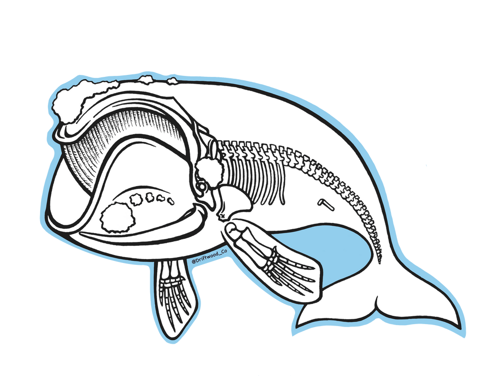 Right Whale X-ray Sticker