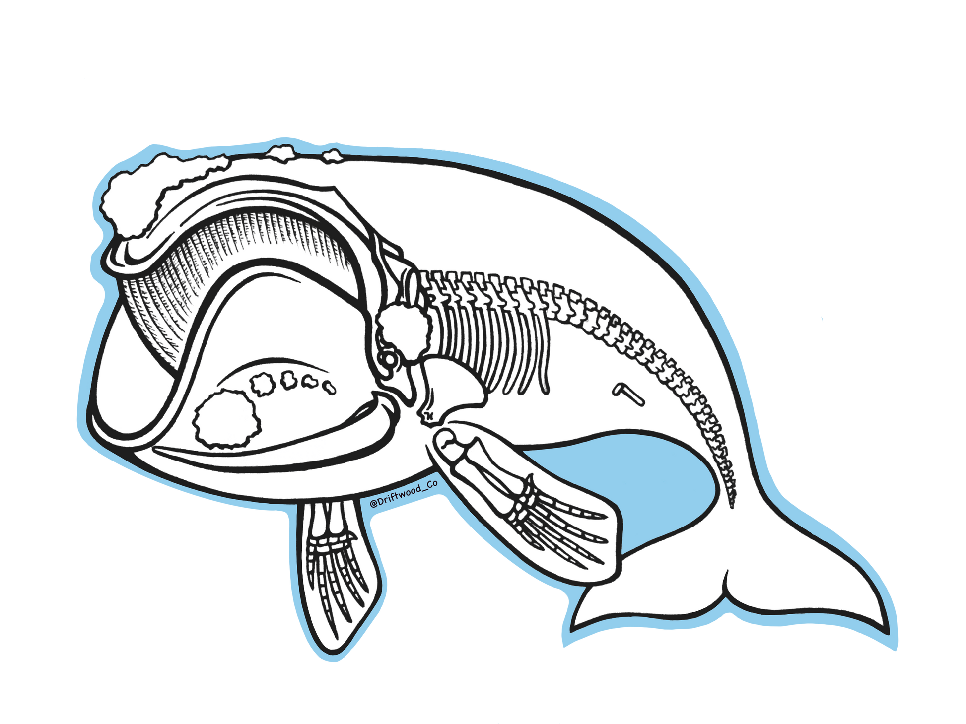 Right Whale X-ray Sticker