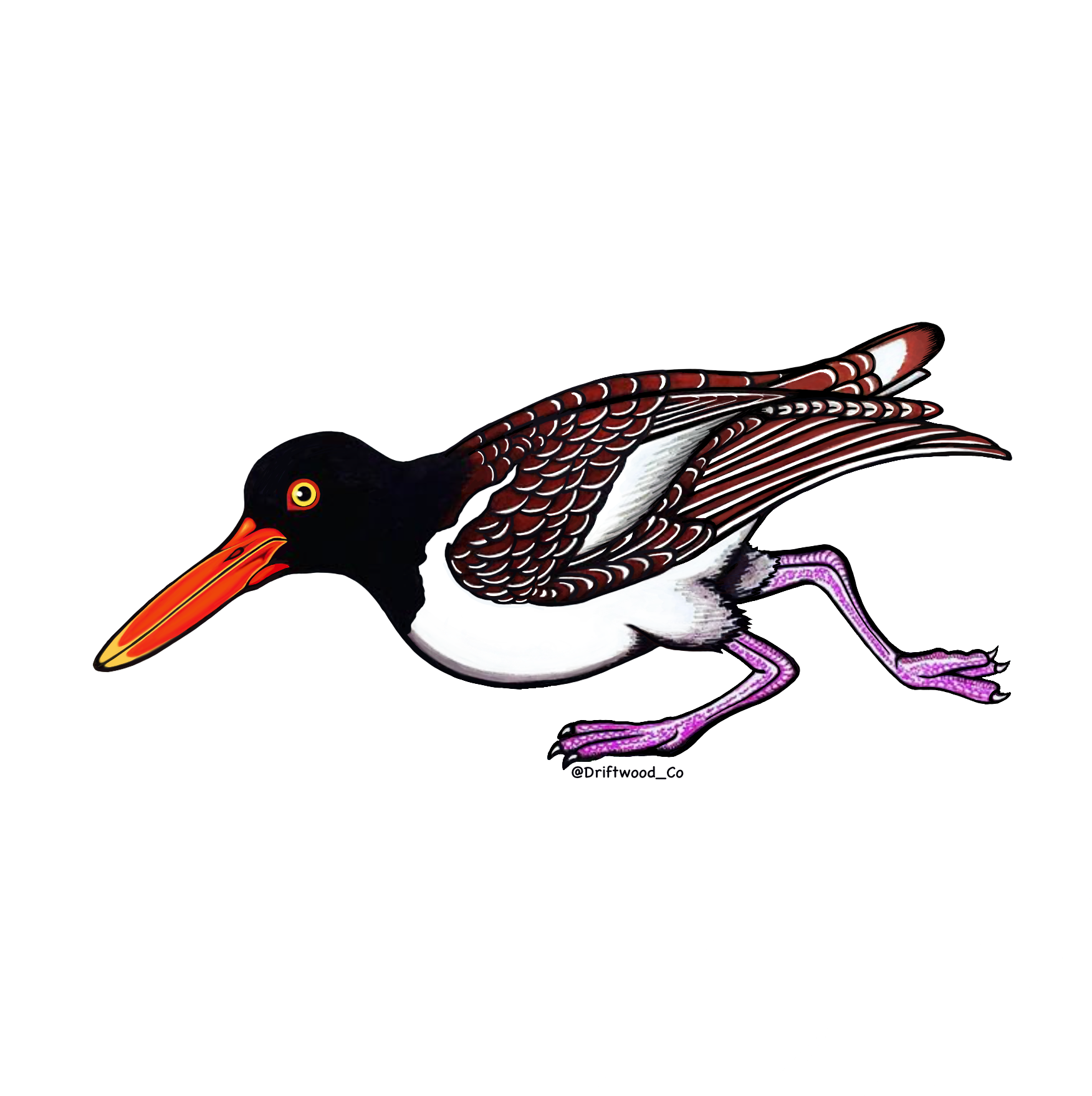 Oystercatcher Sticker