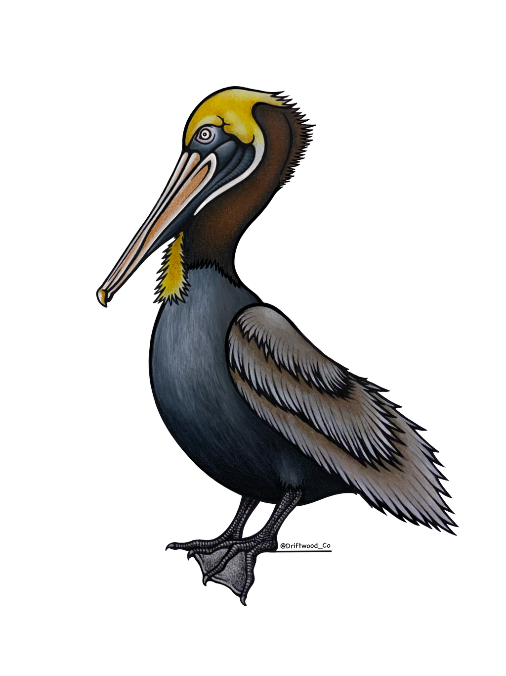 Brown Pelican Sticker
