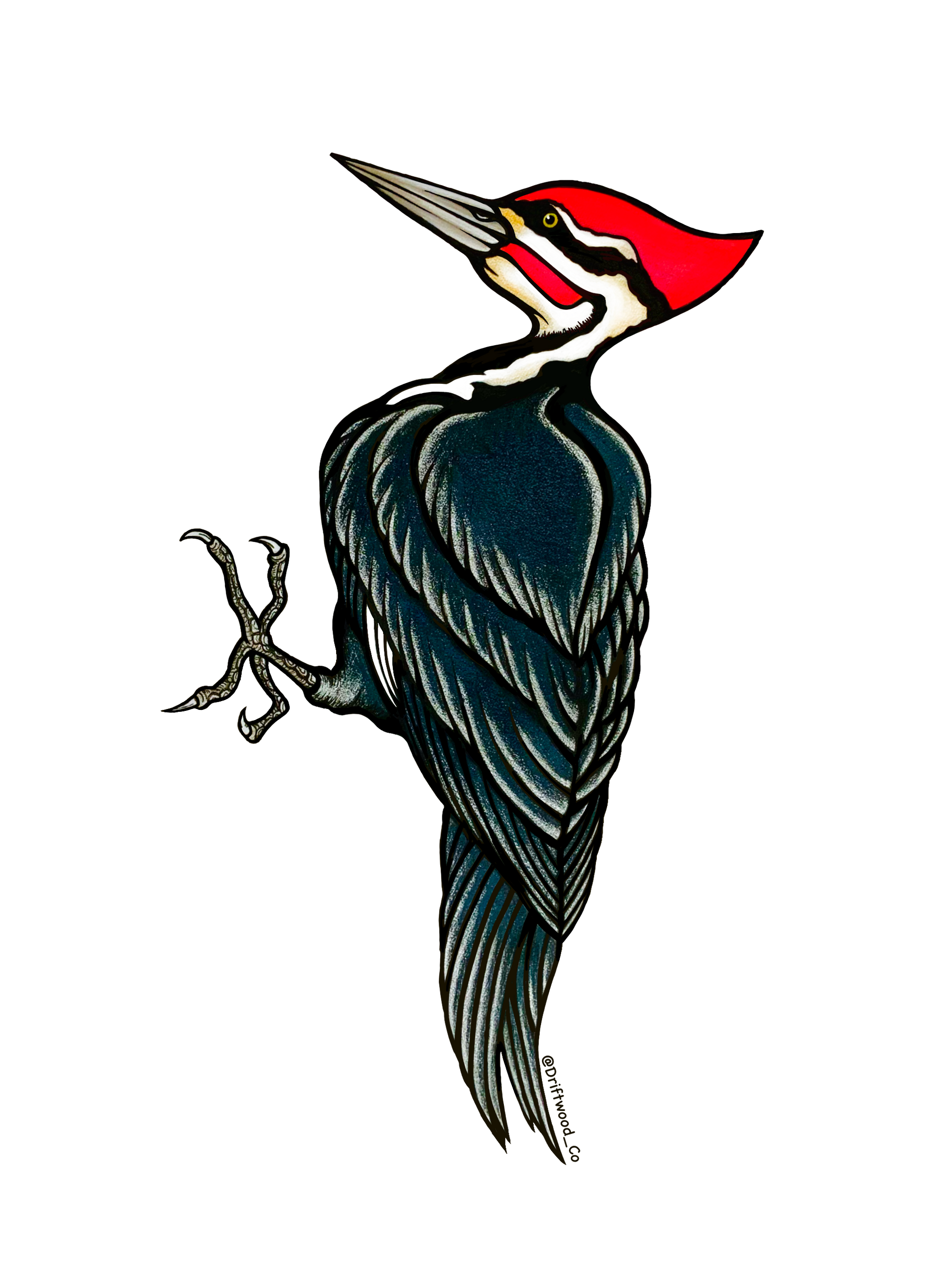Pileated Woodpecker Sticker