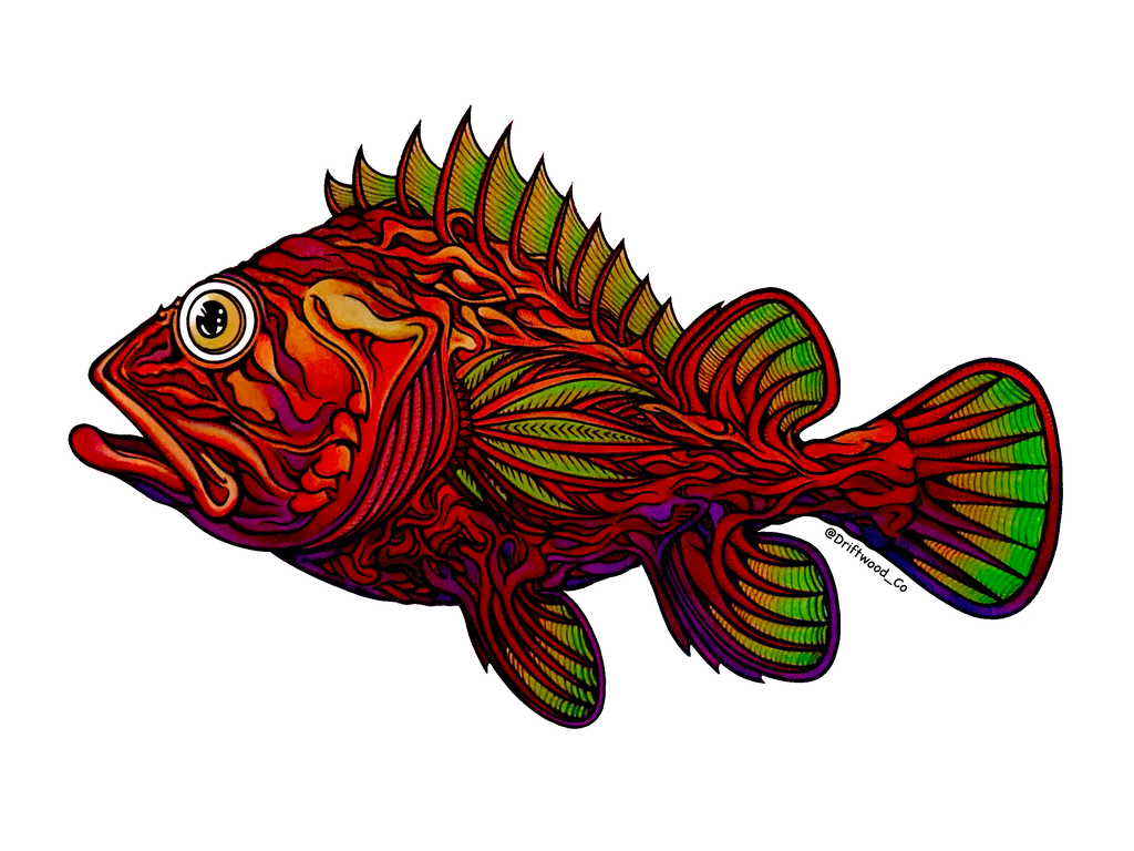 Rockfish Color Sticker