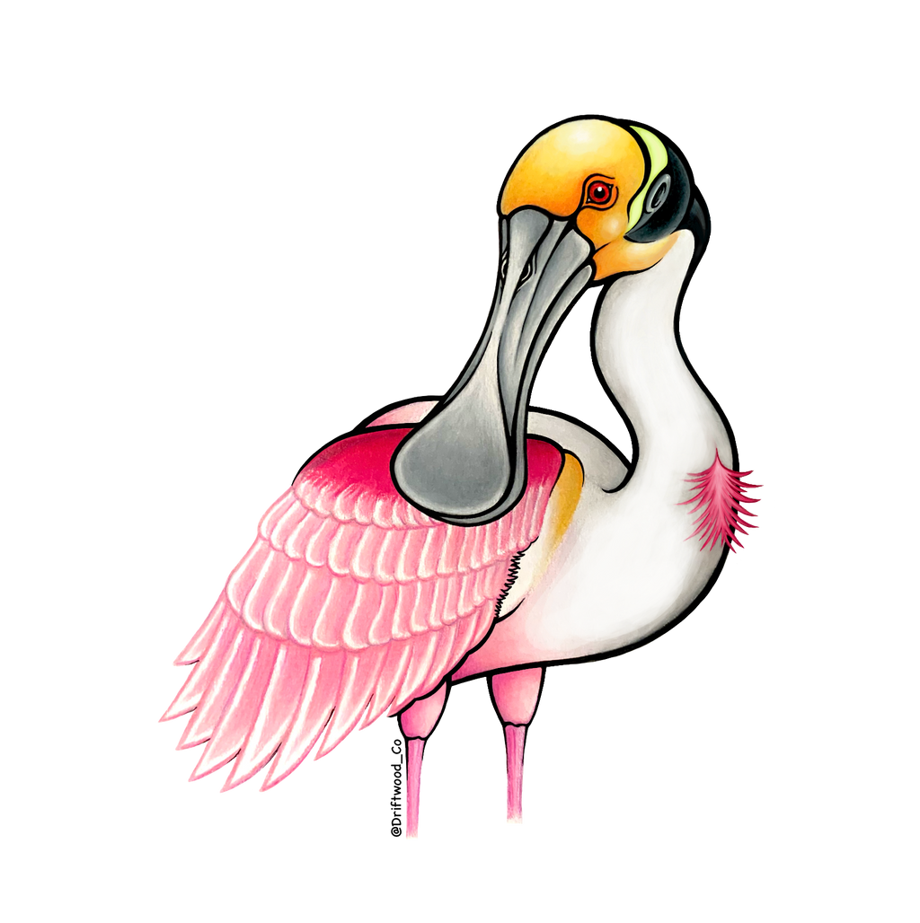 Spoonbill Sticker