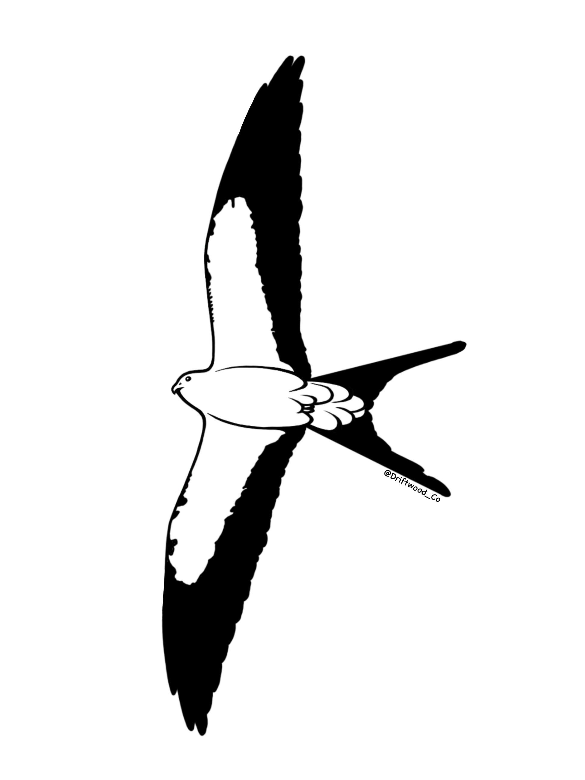 Swallow-tailed Kite Sticker
